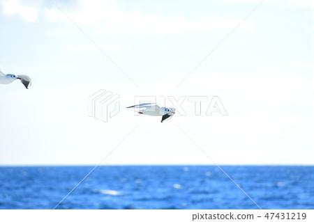 Fly over Atami Sea Fly over Atami Sea 47431219