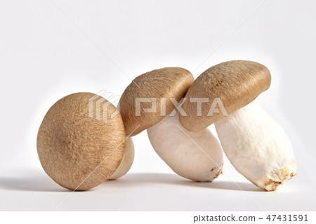 蘑菇（Oguni Shimeji） 47431591