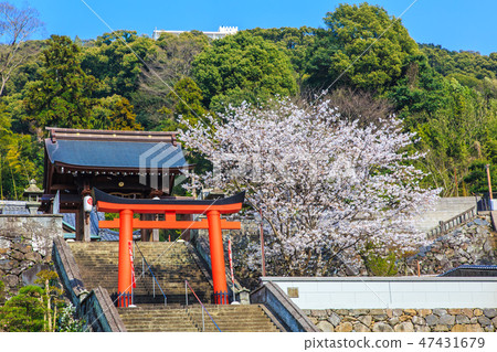 八坂神社和櫻花 長崎九社 長崎市 照片素材 圖片 47431679 Pixta圖庫