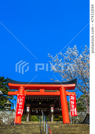 八坂神社和櫻花（長崎九社）[長崎市] 47431694