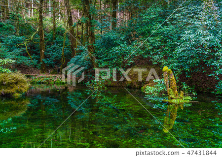 Ikeyama Water Source Morning Scenery [Mountain Village in Aso County, Kumamoto Prefecture] 47431844