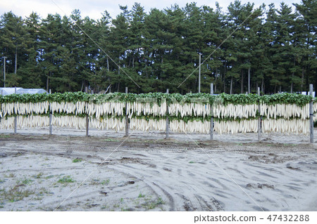 Scenery of dried radish Scenery of dried radish 47432288