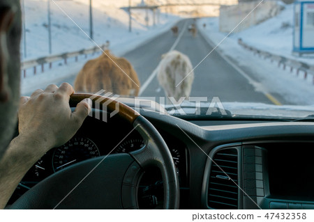 cows blocked the road cows blocked the road 47432358
