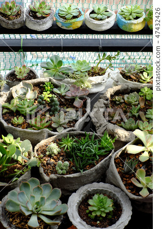 Mini garden at balcony with cactus, succulent 47432426