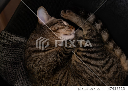 Tabby cat curling up sleeping on a chair 47432513