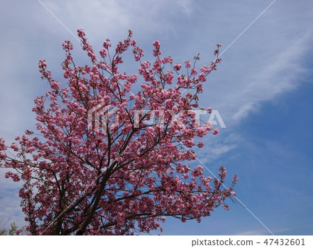 Yaezakura with full bloom and blue sky 47432601