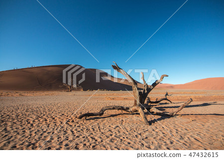 Namibia Namib Desert Dune 45 and dead tree 47432615