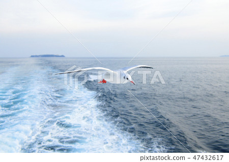 Seagull fly over the Atami Sea 47432617
