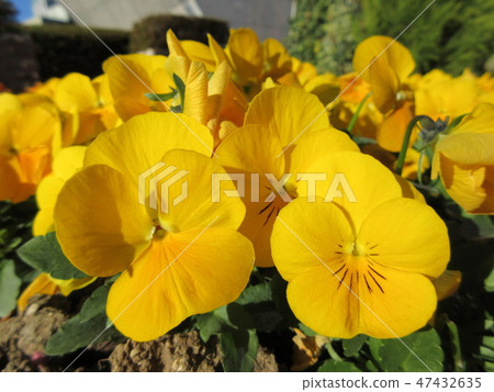 黃色花蝴蝶花2 47432635