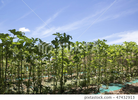 Field Field 47432913