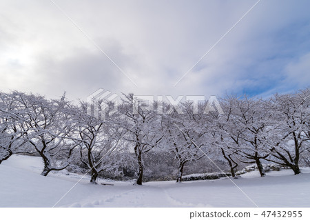 下雪的公園 47432955