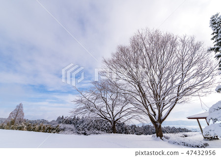 下雪的公園 47432956