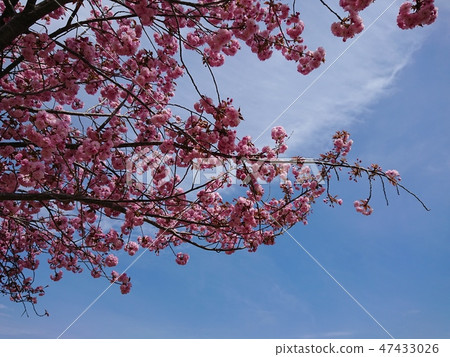 Yaezakura with full bloom and blue sky 47433026