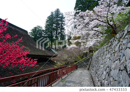 Syoyama Shrine Cherry 47433333