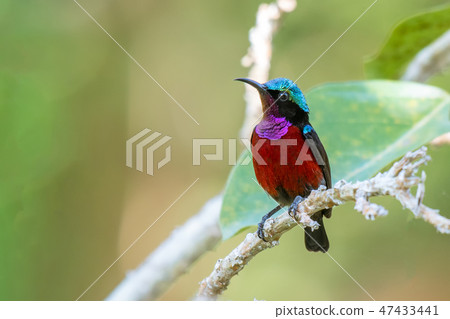 Van Hasselt's Sunbird male with beautiful colors. Van Hasselt's Sunbird male with beautiful colors. 47433441