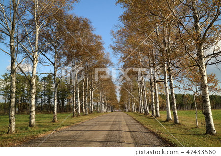 白樺樹 白樺樹 47433560