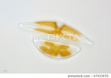 Cutville keisou（金貝拉） 47433670