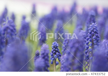 Flowers 47433752