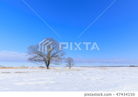 北海道東橫鎮_哈尼爾樹 北海道東橫鎮_哈尼爾樹 47434150
