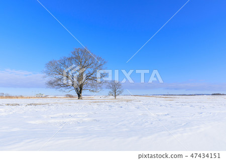 北海道東橫鎮_哈尼爾樹 47434151