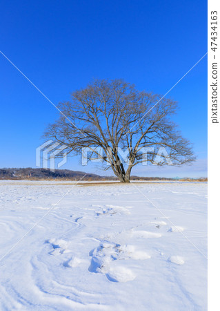 Hokkaido Toyoko Town _ Harnill tree Hokkaido Toyoko Town _ Harnill tree 47434163