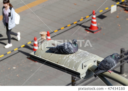 Pedestrian and overhead pigeon 47434180