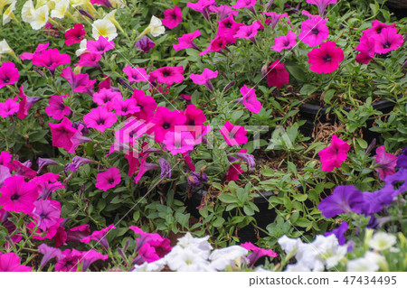Ruellia clandestina flower in the garden. 47434495