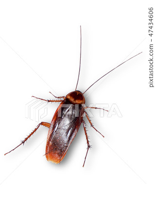 cockroaches isolated from white background 47434606