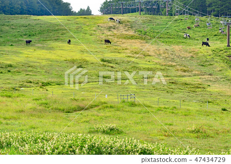 Townscape scenery hot spring round pasture 47434729