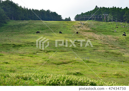Townscape scenery hot spring round pasture Townscape scenery hot spring round pasture 47434730