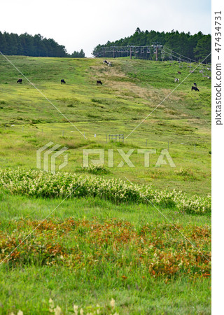Townscape scenery hot spring round pasture 47434731