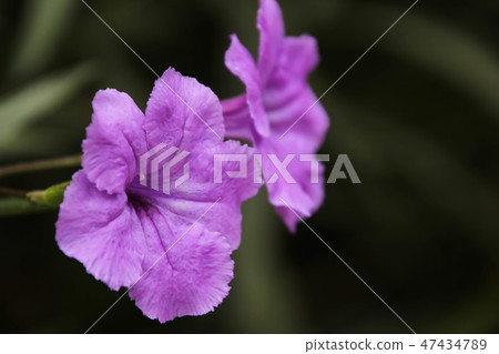 Ruellia tuberosa,Is a small annual biennial plant  47434789