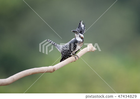 Adult male Crested kingfisher(Megaceryle lugubris) 47434829