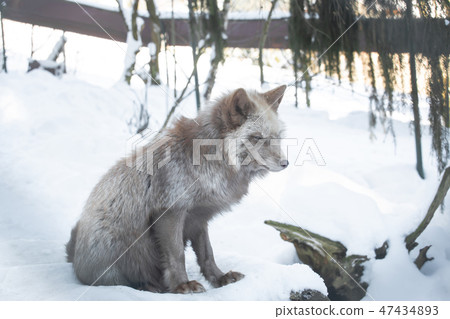 A beautiful pastel fox in the snow 47434893