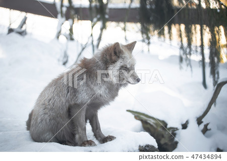 A beautiful pastel fox in the snow 47434894