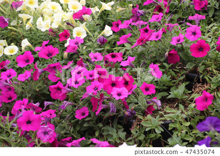 Ruellia clandestina flower in the garden. 47435074
