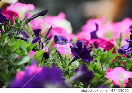 Ruellia clandestina flower in the garden. 47435075