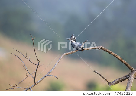 Adult male Crested kingfisher(Megaceryle lugubris) 47435226