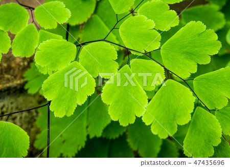 Freshness Adiantum, black leaf stalk fern 47435696
