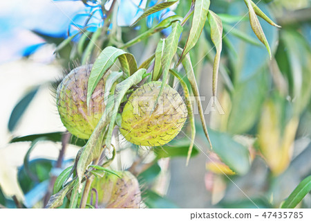 水果水果 47435785