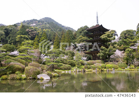 在Rurikoji寺的櫻花 在Rurikoji寺的櫻花 47436143