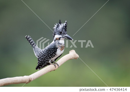 Adult male Crested kingfisher(Megaceryle lugubris) 47436414