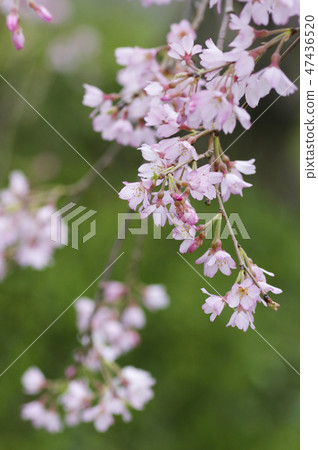 在山口市山口市Tokusha八幡宮的櫻花樹 47436520