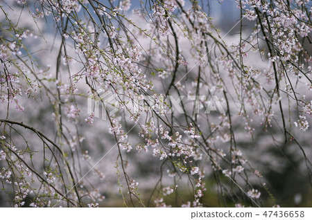 在山口市山口市Tokusha八幡宮的櫻花樹 47436658