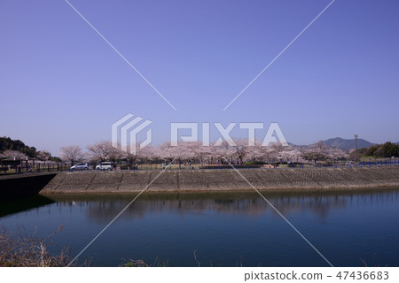 Cherry blossom park 47436683