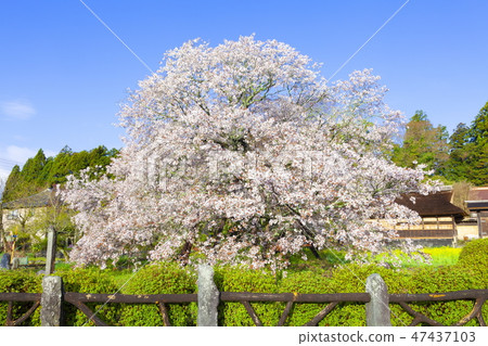 Sakura Shimoma at the hunting camp, in Fujinomiya city, Shizuoka prefecture 47437103