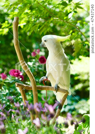 birds birds parrots parakeets white pets garden gardening season 47437140