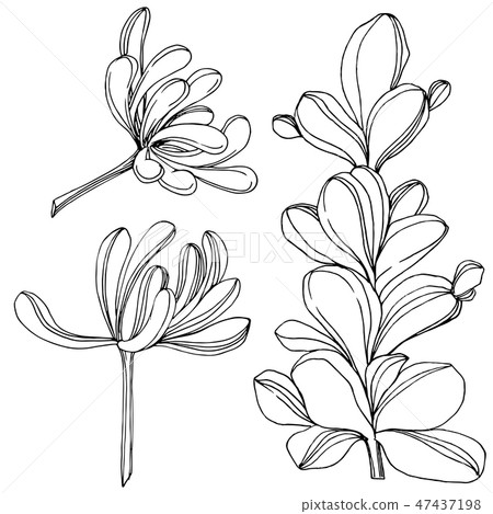 Vector Succulent floral botanical flower. Black and white engraved ink art. Isolated succulents Vector Succulent floral botanical flower. Black and white engraved ink art. Isolated succulents 47437198