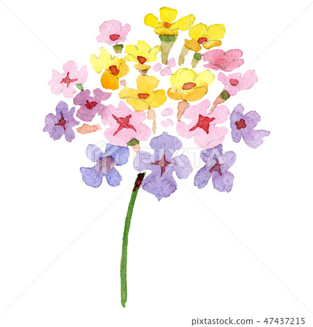 Pink yellow lantana floral botanical flower. Watercolor background set. Isolated lantana 47437215