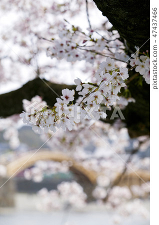 Cherry blossoms of Kintai Bridge 47437466